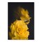 Yellow Roses by Chaos &#x26; Wonder Design  Poster Art Print - Americanflat
